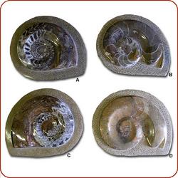Goniatite Ammonite Fossils