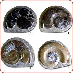 Goniatite Ammonite Fossils