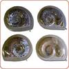 Goniatite Ammonite Fossils